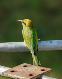 Bird perching on a branch