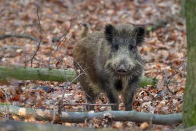 Portrait of an animal on land