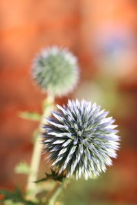 Close-up of dandelion flower