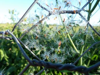 Close-up of wet spider web on plant