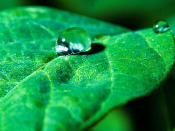 Close-up of water drop on leaf