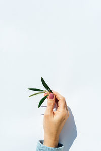 From above of crop female holding small green olive branch over white background