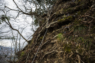 Bare tree in forest