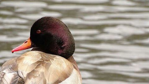 Close-up of bird