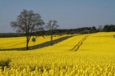 Idyllic shot of yellow rural field against sky