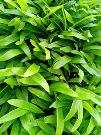 Full frame shot of green leaves