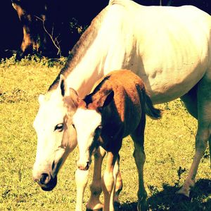 Horses on grass