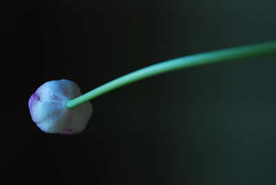 Close up of leaf
