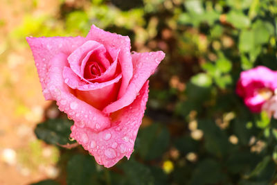 Close-up of pink rose