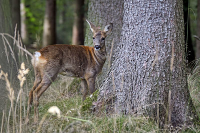 View of an animal on tree trunk