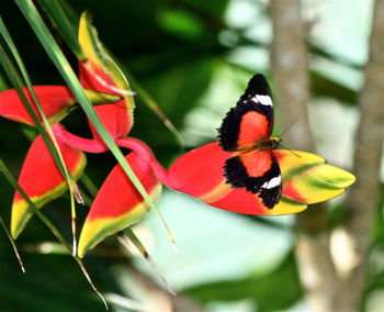 Close up of red flower