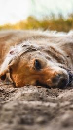 Close-up of dog resting