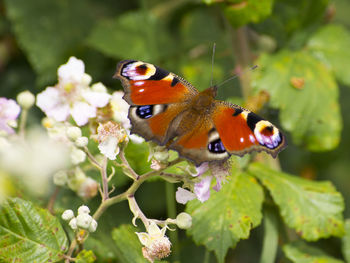 Close-up of butterfly on purple flower
