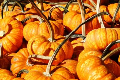 Full frame shot of pumpkins for sale at market