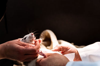 Vet doctor examining pet rat