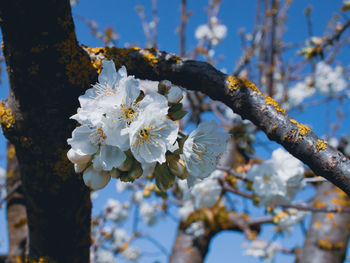 Close-up of cherry blossoms in spring