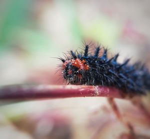 Close-up of spider