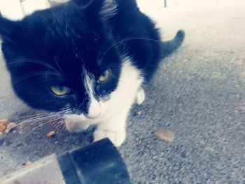 Close-up portrait of cat
