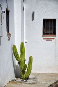 Cactus plant growing outside building