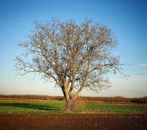 Bare tree on landscape against clear sky