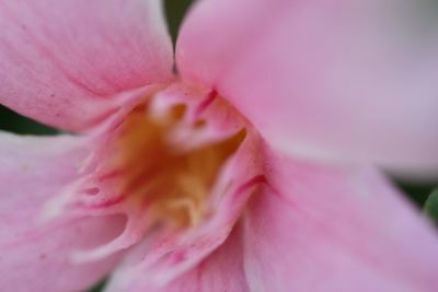 Close-up of pink flower blooming outdoors