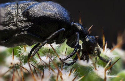 Close-up of insect on leaf