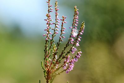 Close-up of pink flowering plant