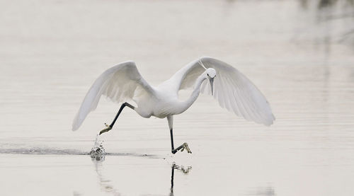 View of heron in water