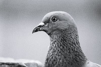 Close-up of bird