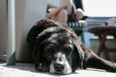 Close-up portrait of dog sitting on floor