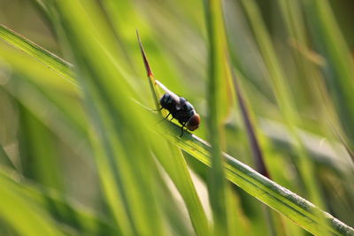 Close-up of insect on grass