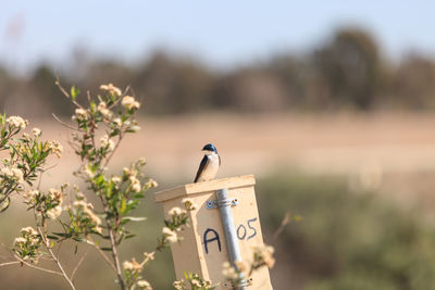 Close-up of bird perching by plant