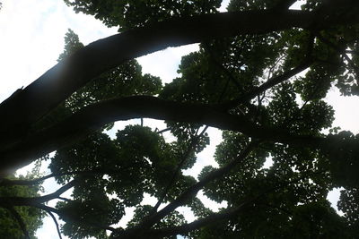 Low angle view of trees against sky