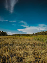 Scenic view of agricultural field against blue sky
