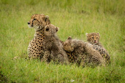 Cheetah lying in grass surrounded by cubs