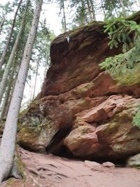 Rock formation amidst trees in forest