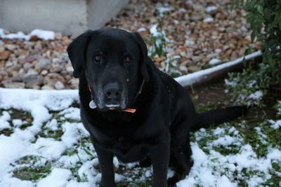 Portrait of black dog standing in snow