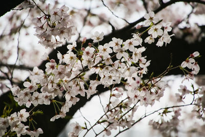 Cherry blossom / flower / spring /