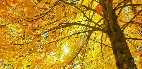 Low angle view of autumnal tree