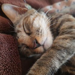 Close-up of cat sleeping