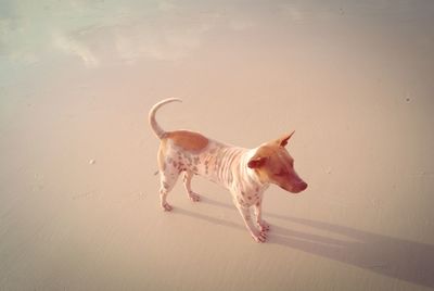 Dog on sand