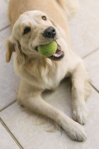 High angle portrait of dog with tennis ball in mouth relaxing on floor