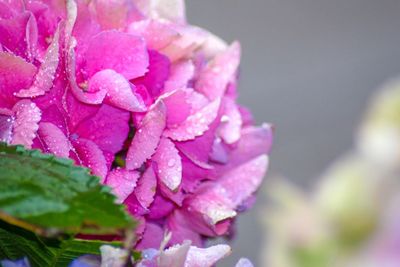 Close-up of wet pink flower