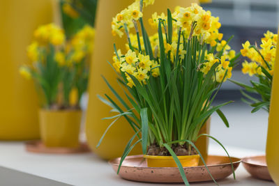 Yellow daffodils also known as jonquils and narcissus in flower pot