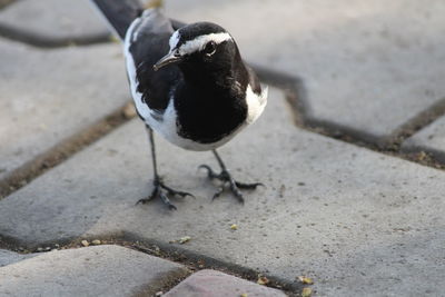 High angle view of bird on the street