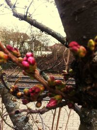 Close-up of flowers against blurred background