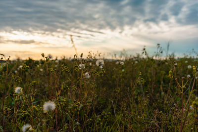 Plants growing on field against sky