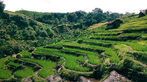 Rice plants that live in the highlands,at the foot of the slamet mountain 