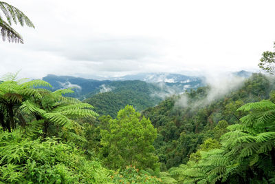 Scenic view of forest against sky