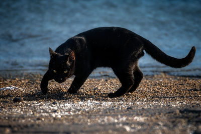 Black dog walking on road